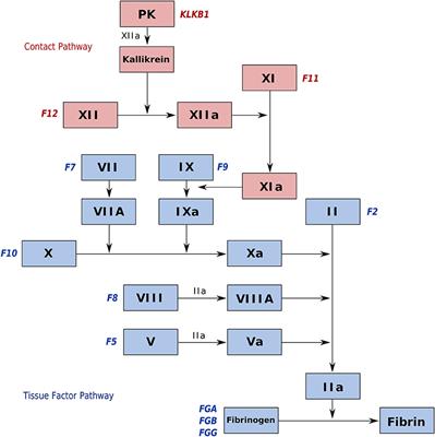 Unraveling the Molecular Evolution of Blood Coagulation Genes in Fishes and Cetaceans